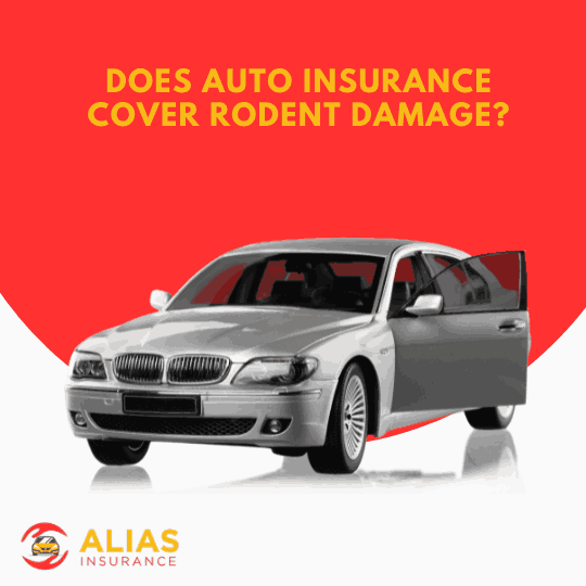 Does Auto Insurance Cover Rodent Damage?