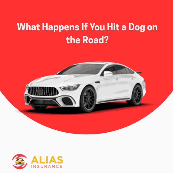 What Happens If You Hit a Dog on the Road?